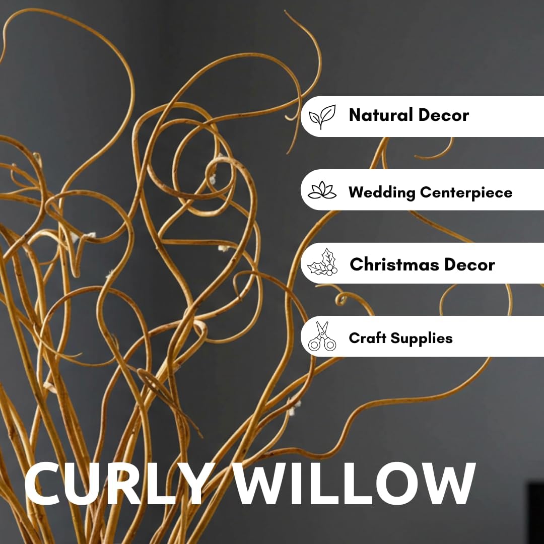 CZ Grain Natural Curly Willow Branches for Decor, 16-24 Inches Long - Wedding Centerpieces, Christmas Decorations, Floral Arrangements, Wreathmaking & Craft Projects (50 Curly Branches)