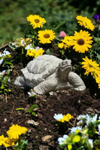 Concrete Box Turtle Statue Detailed Wild Turtle Figurine Outdoor Massive Turtle Sculpture